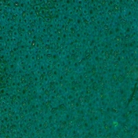 사철나무잎표피 프레파라트(2개1조)