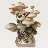 표고버섯 배지(표고버섯 키우기)