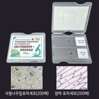 사철나무잎표피세포 양파표피세포 (2개 1조)