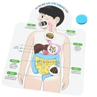 우리 몸의 소화 과정 탐험 (안전 자석)(1인용 포장)