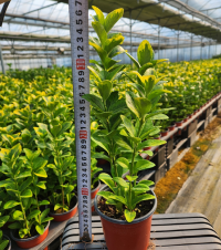 사철나무(약40cm)