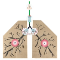 호흡기관 모형(Y자관+종이봉투)(4인 세트)