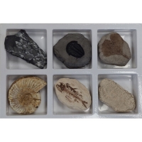 아이스크림_초등화석6종