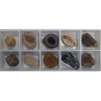 아이스크림_초등화석10종