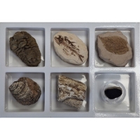 천재교과서_초등화석6종