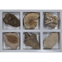 비상_초등화석6종