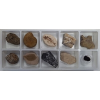 비상_초등화석10종