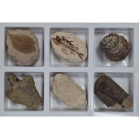 미래앤_초등화석6종