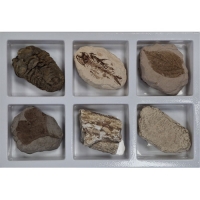 지학사_초등화석6종