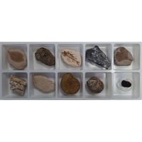 지학사_초등화석10종