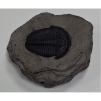 초등교과서 화석모음(아이스크림,지학사,천재교과서,비상교육,미래엔)(개별구매최대5개)