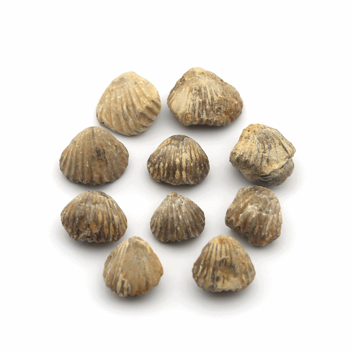 미니 실물 조개화석 (10개/케이스입)