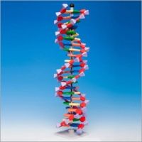 22 염기쌍 DNA 분자모형 AMDNA-060-22