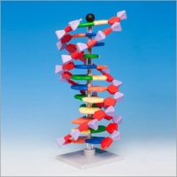 Molymod 12 염기쌍 DNA 분자모형 AMDNA-060-12