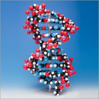 몰리모드 10층 DNA 분자모형 / DNA모델 - 컴팩트버전