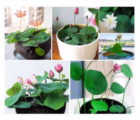 연꽃 종자 씨앗 10p