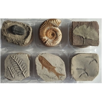 2026 아이스크림화석 6종