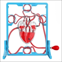 혈액의 순환(심장 모형) 만들기