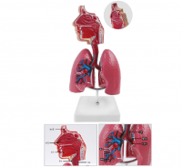 호흡기관모형(스탠드식, 보급형)