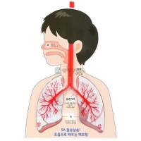 SA 들숨날숨! 호흡으로 배우는 폐모형(4인 세트)