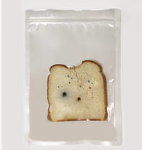 빵에자란 곰팡이 (식빵)
