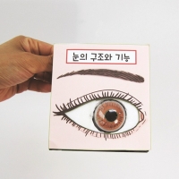 눈의 구조와 기능 1인/4인