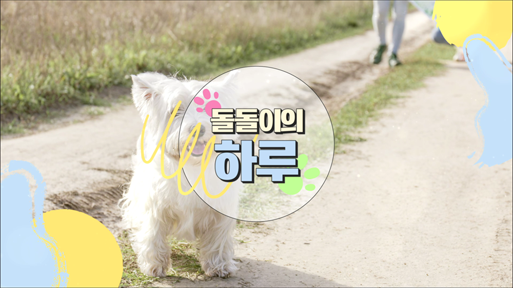 intro30 : 강아지, 브이로그