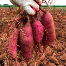 국내산 해남 꿀밤고구마 중상,특상