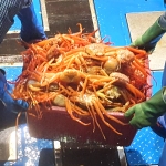 프리미엄 자숙 박달홍게 3kg/5kg(혼합)
