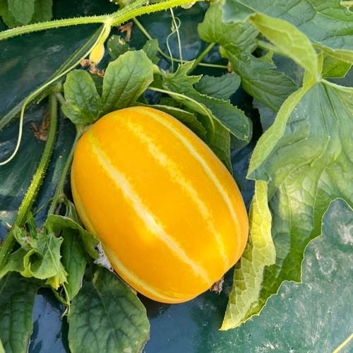 고당도 성주 꿀참외 중소과 2kg/3kg/5kg