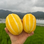 고당도 성주 꿀참외 중소과 2kg/3kg/5kg