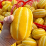 고당도 성주 꿀참외 중소과 2kg/3kg/5kg