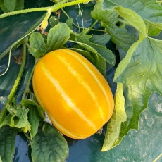 고당도 성주 꿀참외 중소과 2kg/3kg/5kg