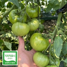 프리미엄 대저 토마토 (M 1kg/2.5kg) (L-2L 2.5kg)