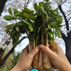 봄나물 남해 땅두릅(특품) 500g/1kg/2kg