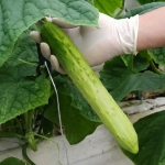 시원하고 아삭한 국내산 백다다기 오이 2kg/3kg/4kg/5kg
