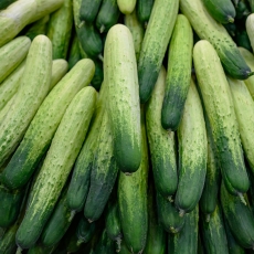 시원하고 아삭한 국내산 백다다기 오이 2kg/3kg/4kg/5kg