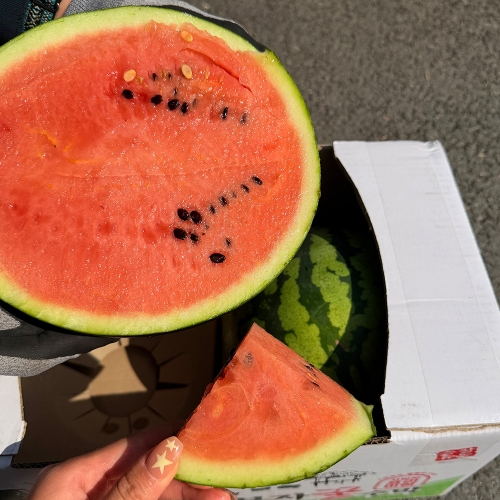 13brix 고당도 하우스 수박 3kg/4kg/5kg/6kg