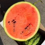 13brix 고당도 하우스 수박 3kg/4kg/5kg/6kg