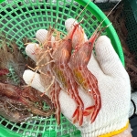 국내산 동해안 독도새우 2종 (믹스) 500g (20-30미)