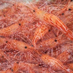 국내산 동해안 독도새우 2종 (믹스) 500g (20-30미)