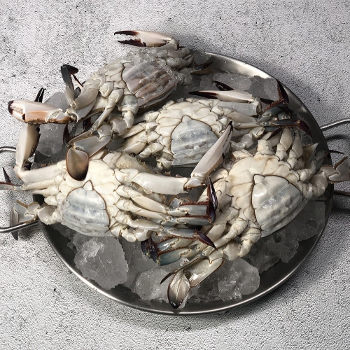 국내산 서해안 활 암꽃게 1kg(4~6미)