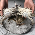 국내산 서해안 활 암꽃게 1kg(4~6미)