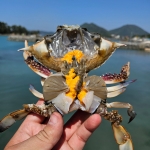 국내산 서해안 활 암꽃게 1kg(4~6미)