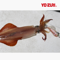 듀엘 요즈리 에비슷테 주니어 삼봉에기 한치에기 오모리그에기