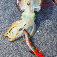 데스페라도 에기스타 우드 TR 오동목 팁런 에기 3호 30g 무늬오징어 에깅