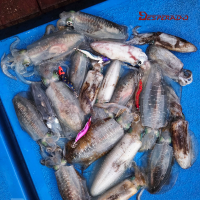 데스페라도 에기스타 우드 TR 오동목 팁런 에기 3호 30g 무늬오징어 에깅