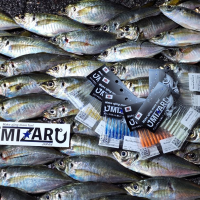 미자르 러니노즈2 2인치 50mm 아징 전갱이웜 볼락 라이트게임