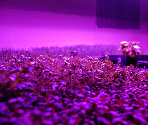 50W 식물성장 LED 조명 [Grow LED Light]