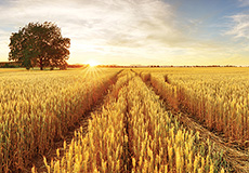 일몰속 황금밀밭